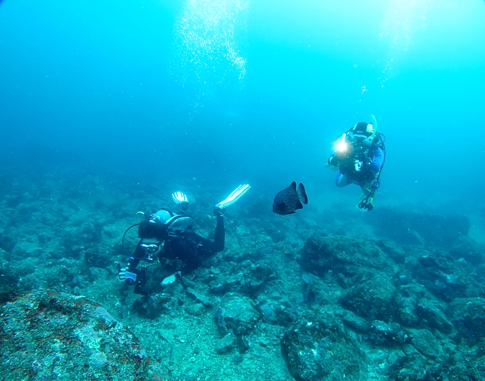 江の浦　ダイビング　水中写真撮影