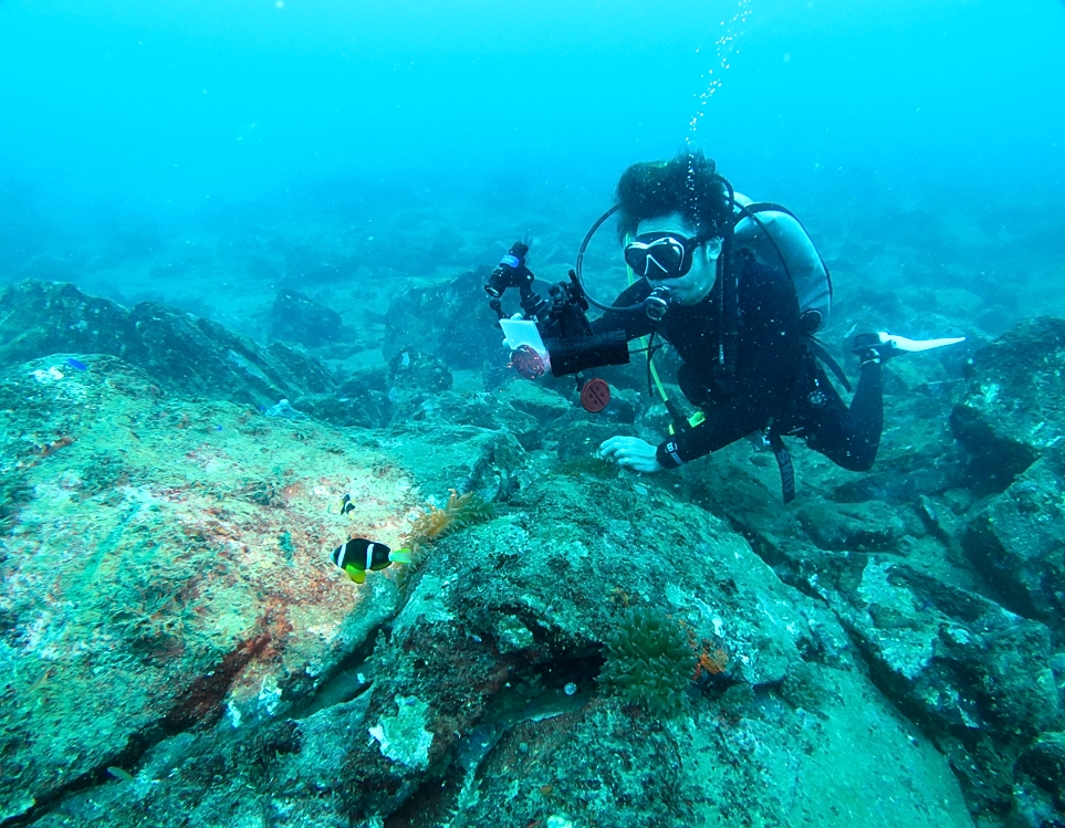 江の浦　ダイビング　水中写真撮影