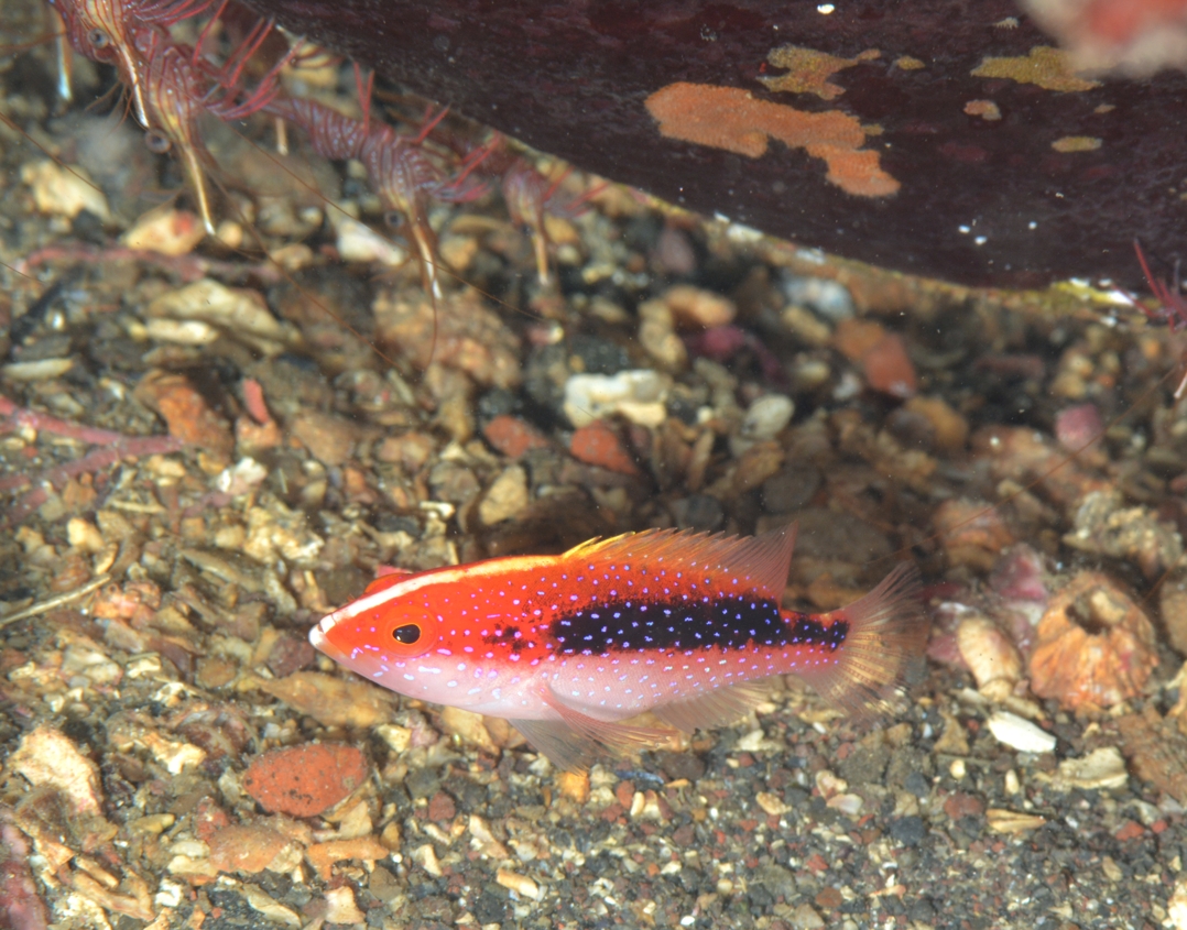 バラハタ　幼魚