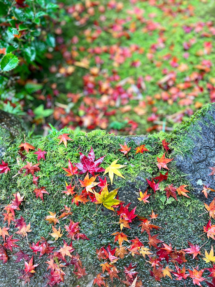 京都　紅葉　嵐山