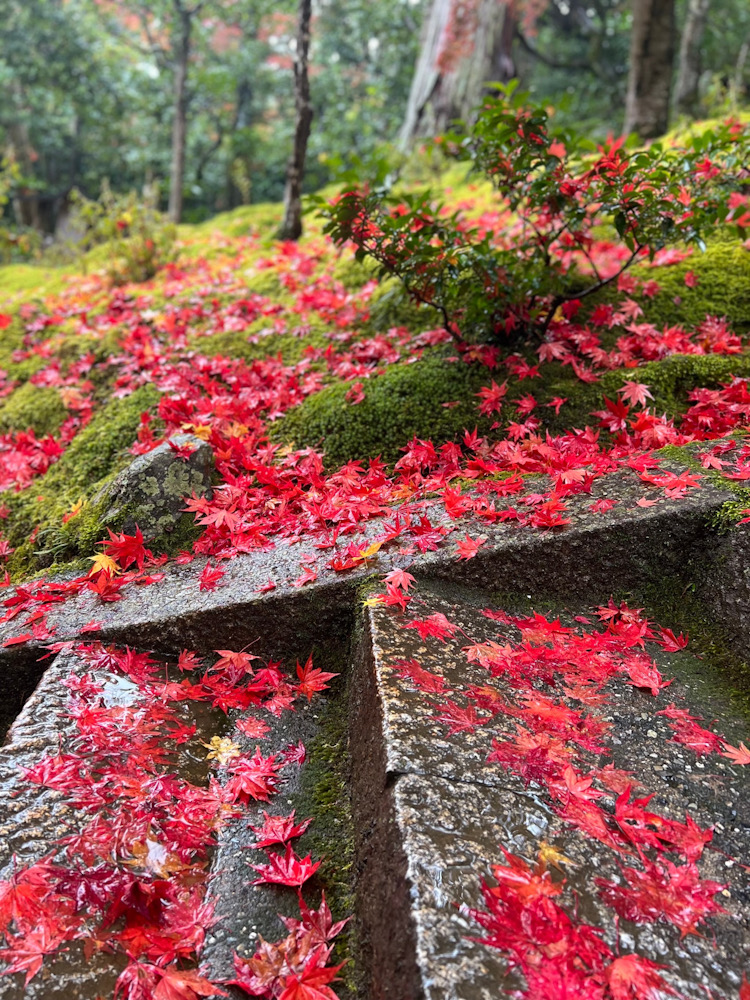 京都　紅葉　嵐山