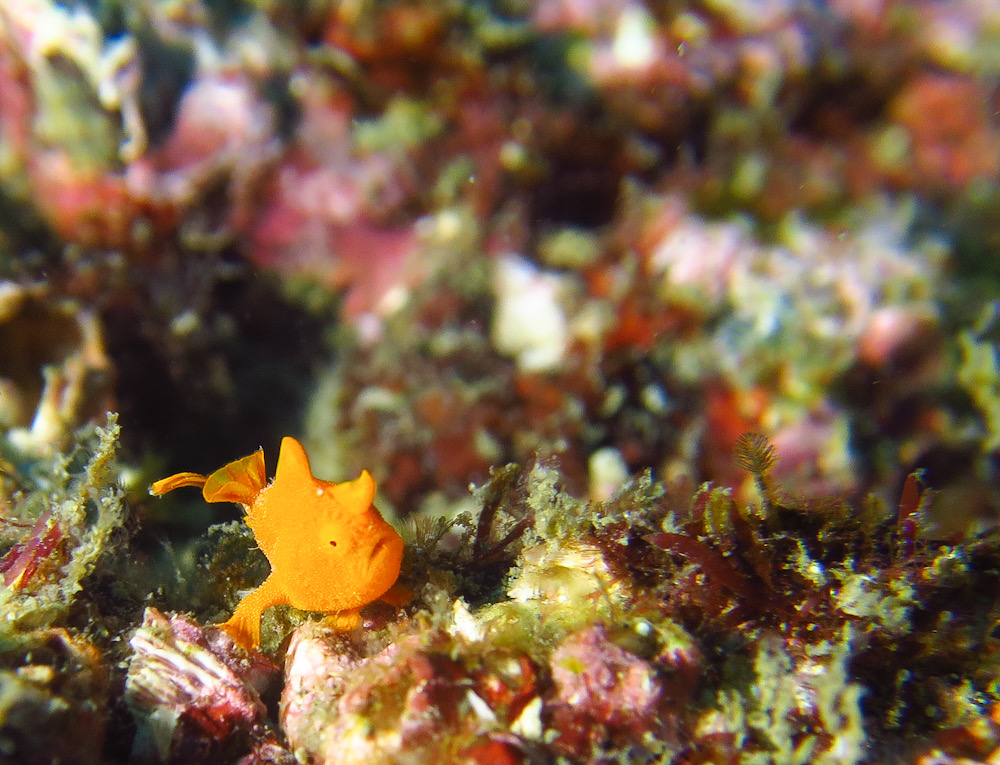 逗子　イロカエルアンコウ　幼魚　