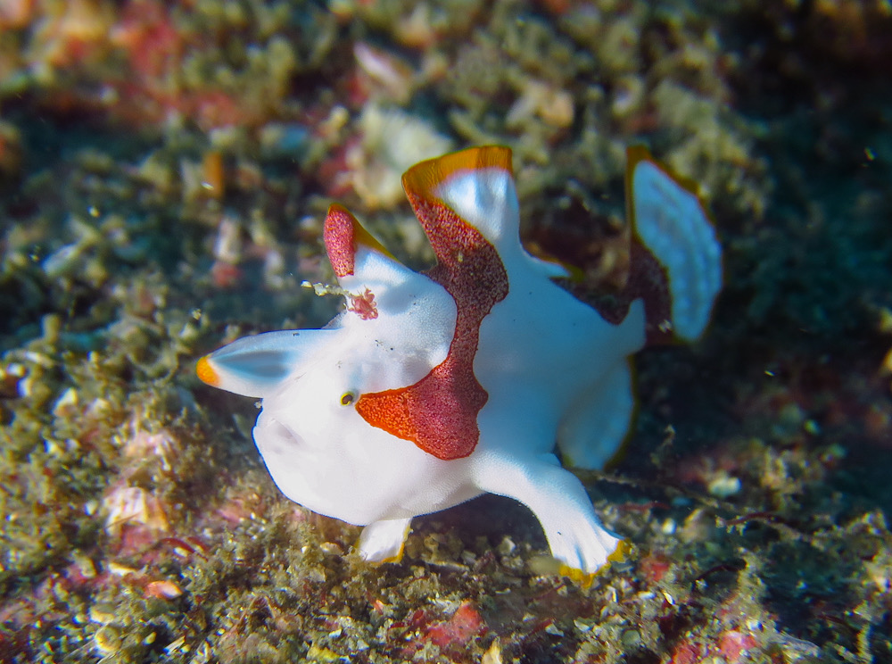 シロクマ　カエルアンコウ　クマドリカエルアンコウ　逗子