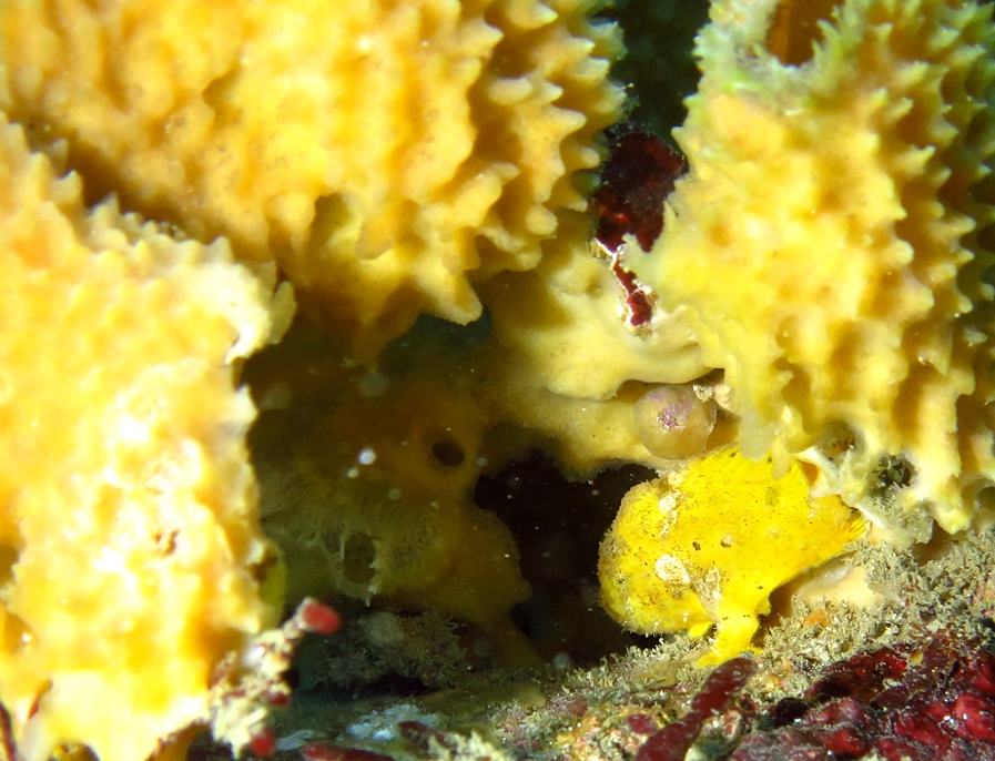 江の浦　カエルアンコウ