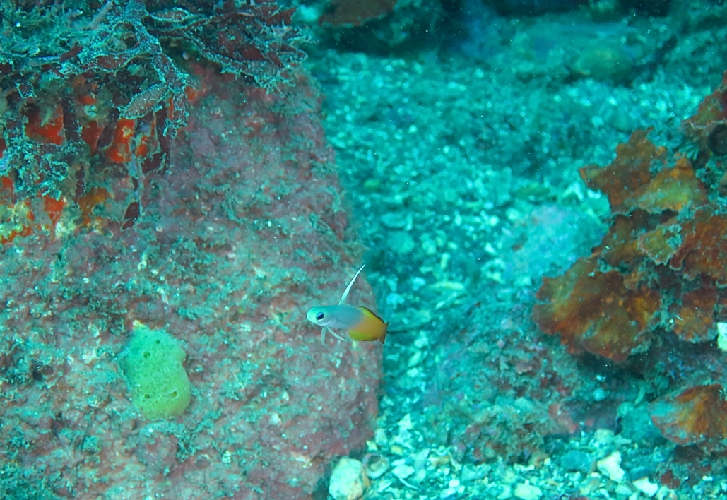 小田原　江の浦　ハタタテハゼ