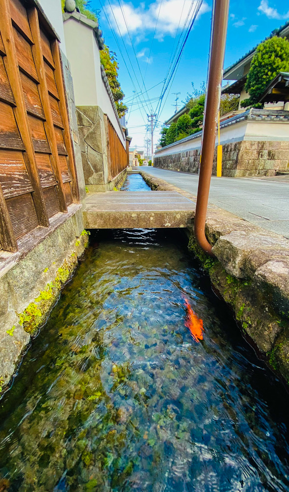 島原　城下町　鯉の泳ぐ