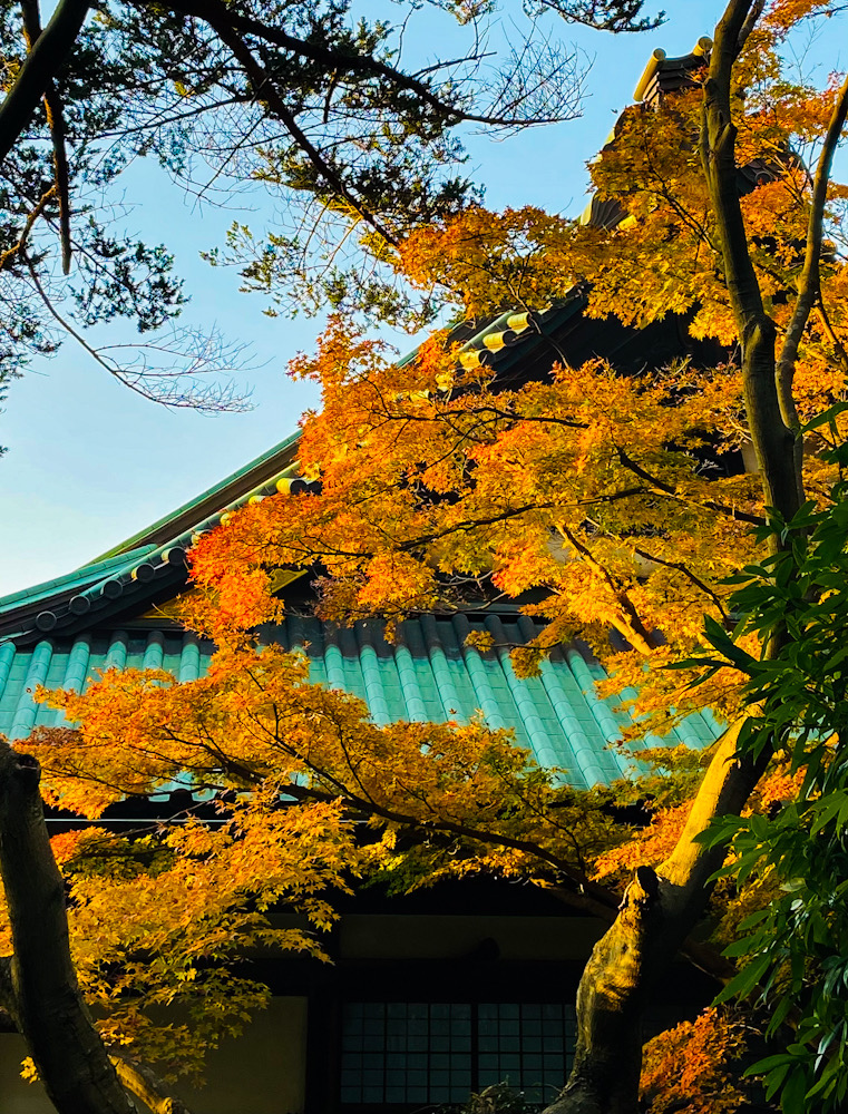 鎌倉　紅葉　妙本寺　2021年