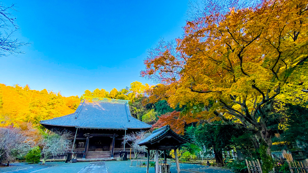 鎌倉　紅葉　妙本寺　2021年