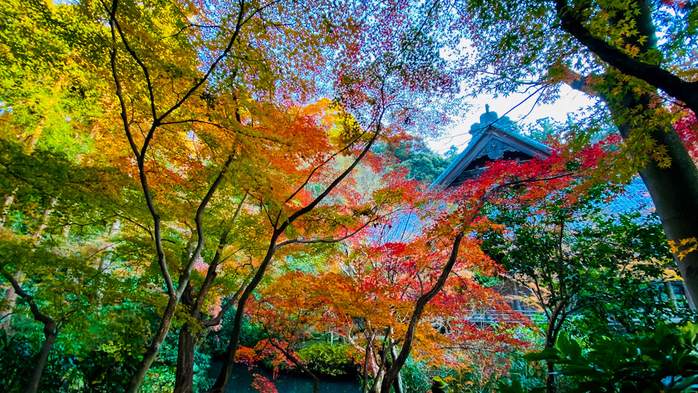 鎌倉　紅葉　妙本寺　2021年