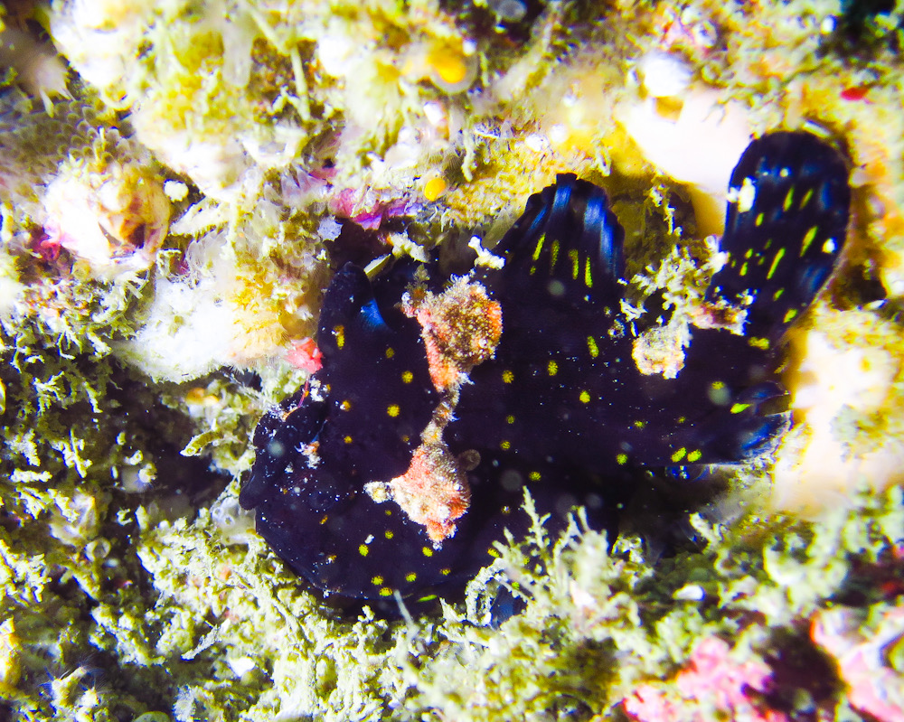 クマドリカエルアンコウ　クロクマ　ダイビング　三浦半島　宮川湾