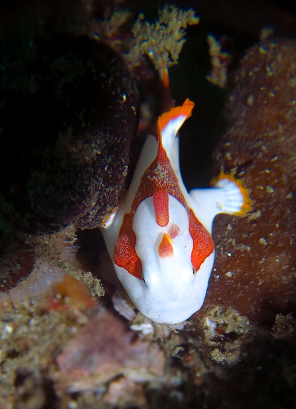 クマドリカエルアンコウ　宮川湾　神奈川　ダイビング