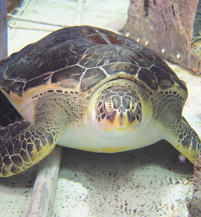 ケーズハーバー　千葉みなと　水槽　ダイビング