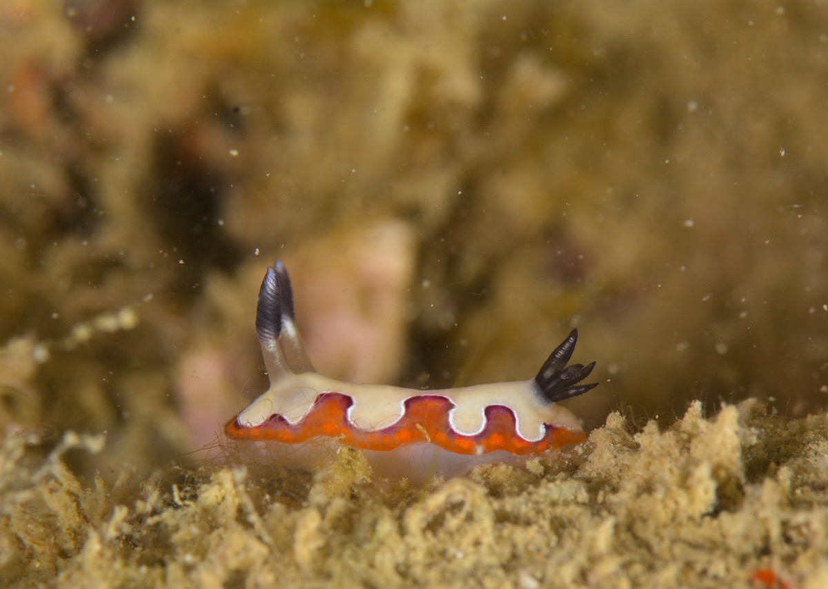 フジナミウミウシ　番屋　奄美大島