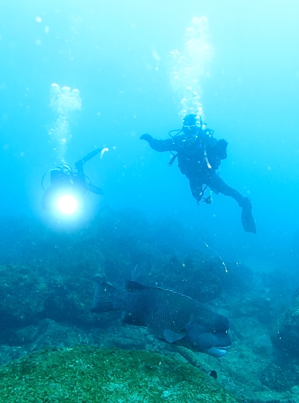 神奈川　江の浦　ダイビング　中性浮力　講習　日帰り