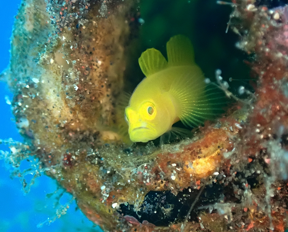 ミジンベニハゼ　大瀬崎