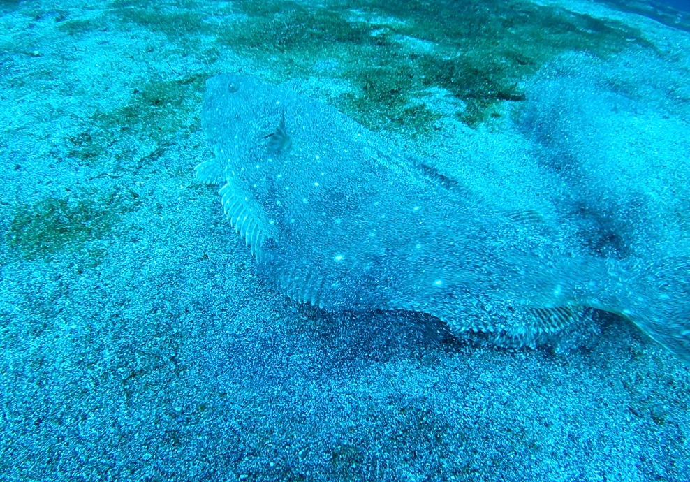 伊豆海洋公園　ダイビング　ヒラメ