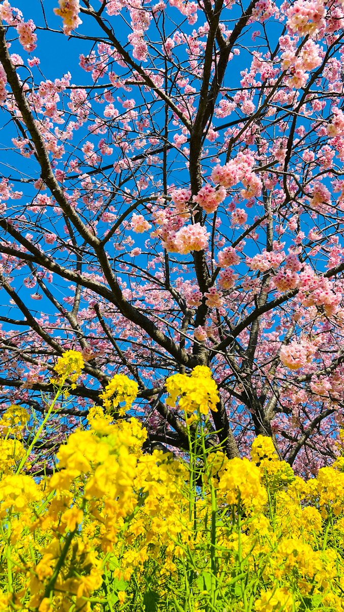 三浦海岸　河津桜