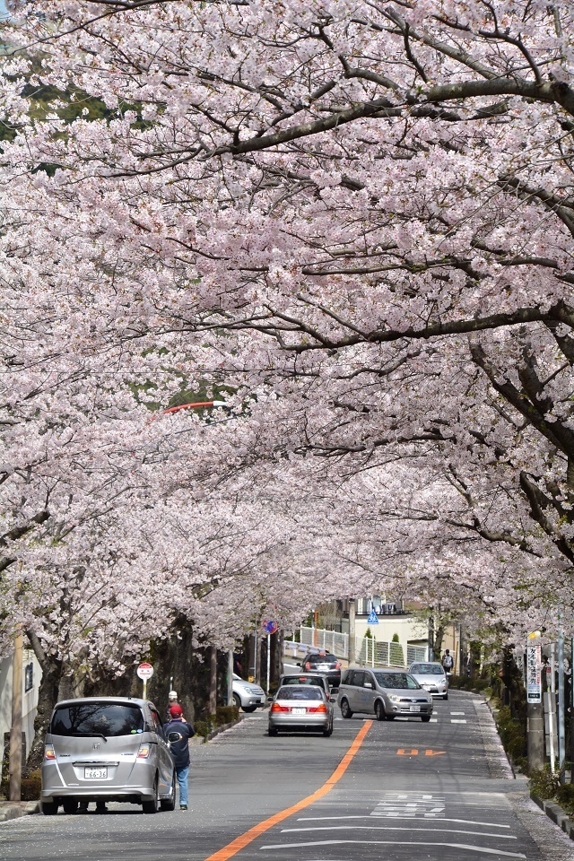 桜　逗子　ハイランド