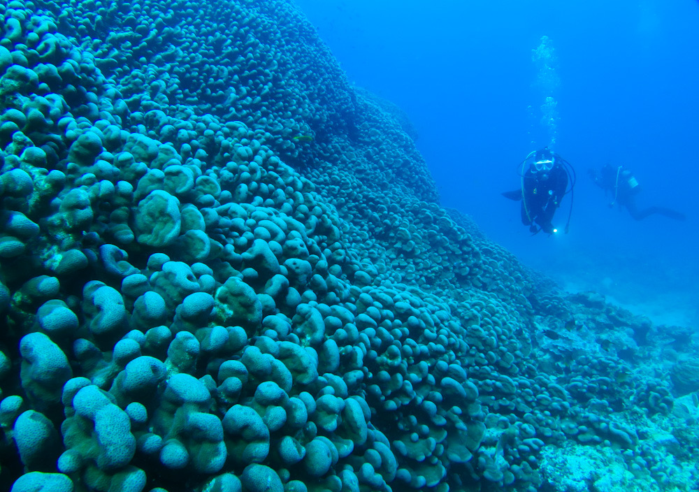 大仏サンゴ　奄美大島　ダイビング　コモンシコロサンゴ