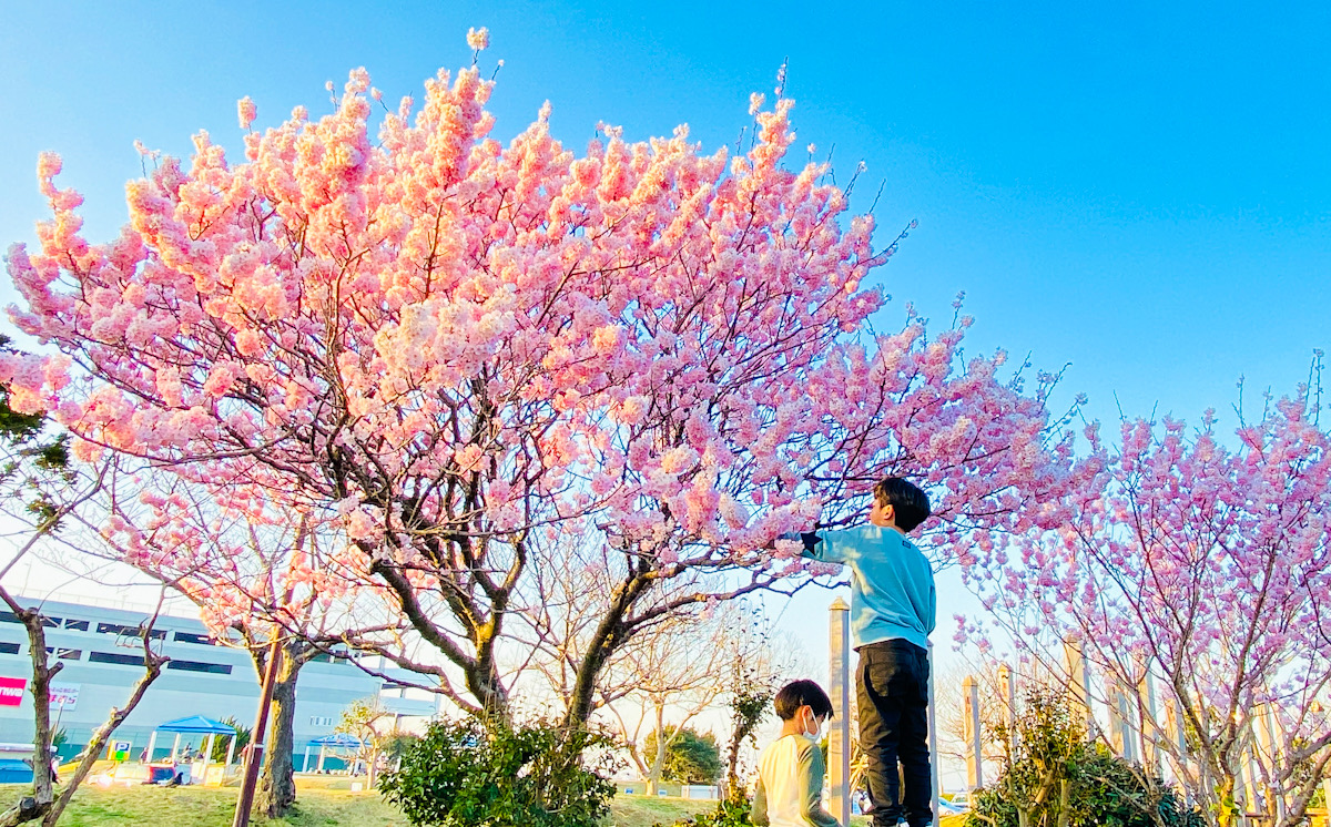 平成町　桜