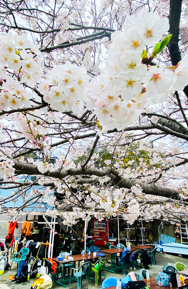 田子　桜