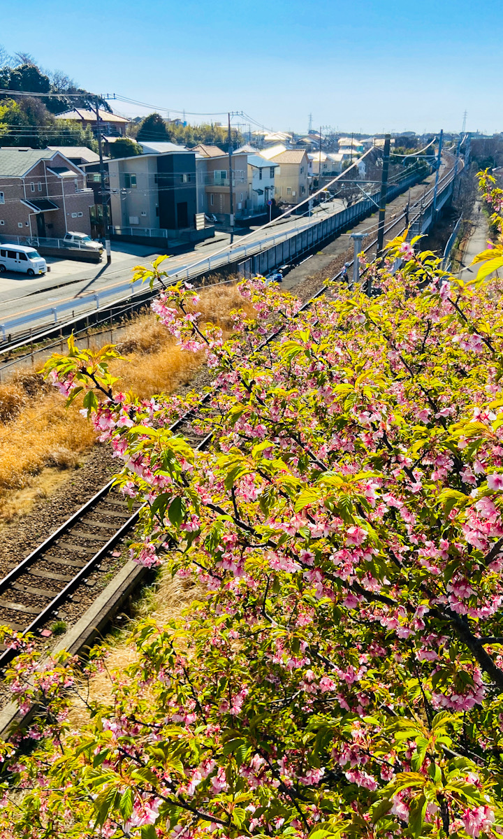 三浦海岸　河津桜