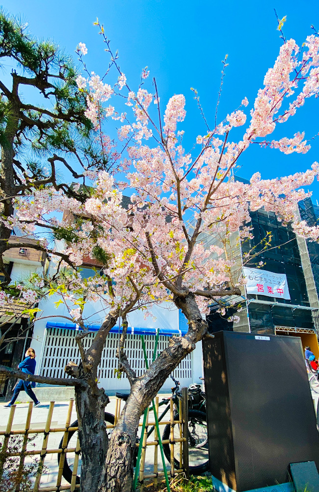 鎌倉　桜