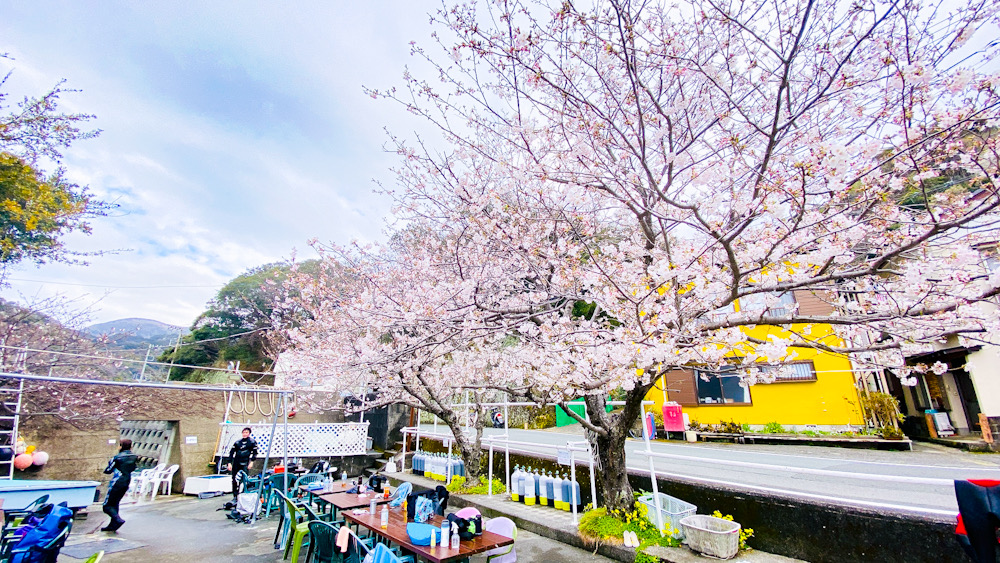 田子　桜