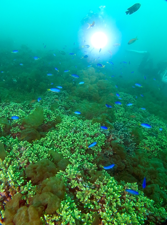 田子　ボート　ダイビング　サンゴ　珊瑚