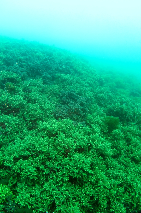 田子　ボート　ダイビング　サンゴ　珊瑚