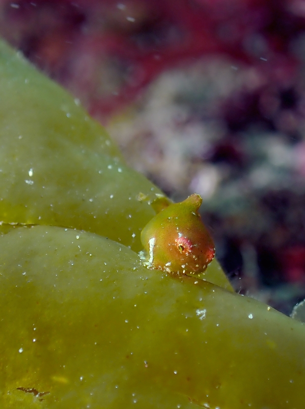 城ヶ島　ダンゴウオ