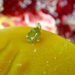 城ヶ島　ダンゴウオ