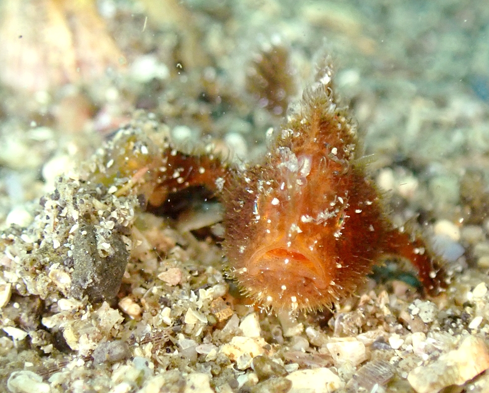 カエルアンコウ　ダイビング　城ヶ島