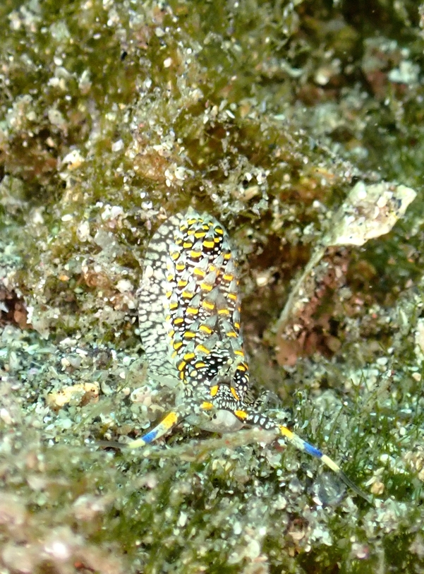 ハンミョウカスミミノウミウシ　城ヶ島　ダイビング