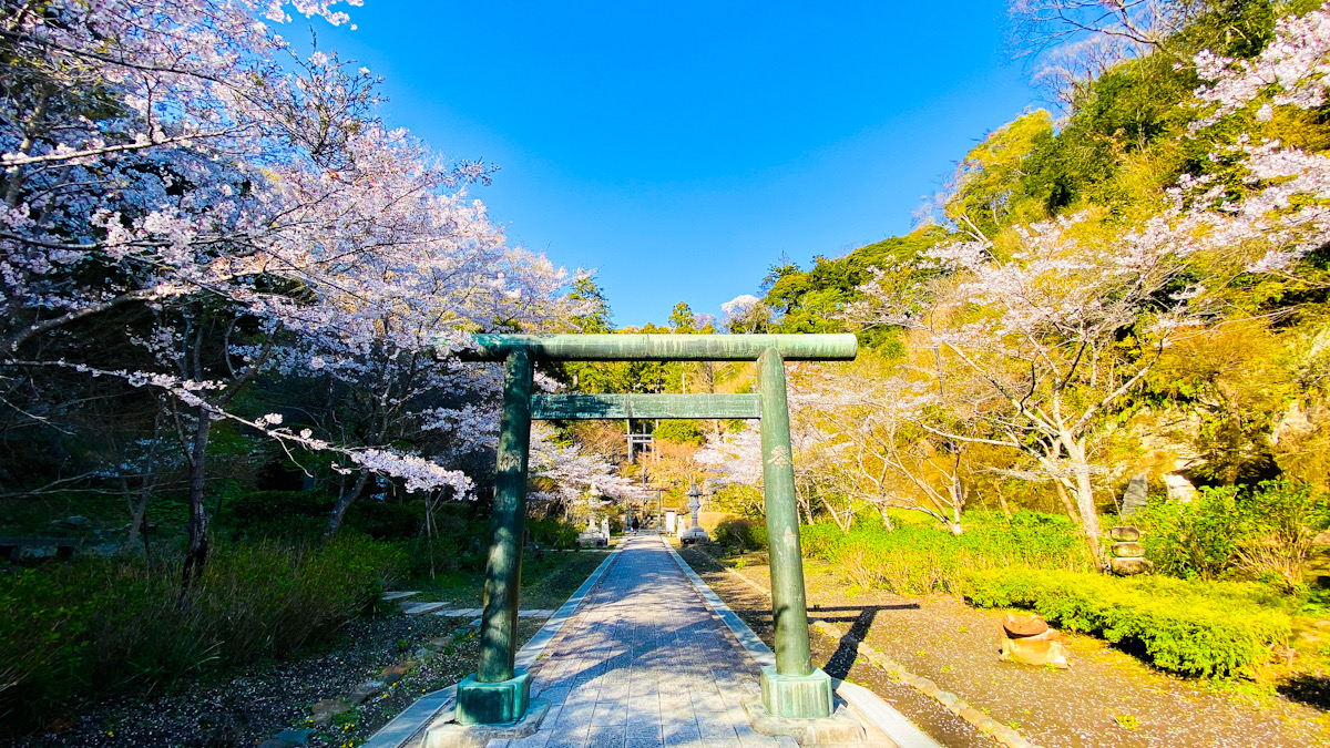 桜　鎌倉　2022年　建長寺