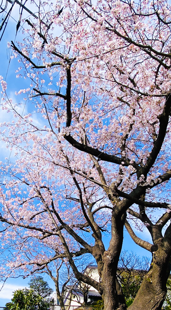 大船　桜　サクラ