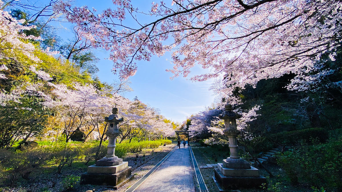 桜　鎌倉　2022年　建長寺