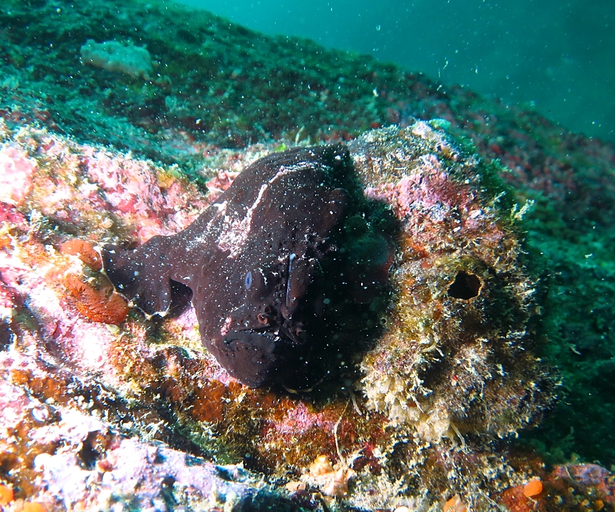 江之浦　ダイビング　神奈川　カエルアンコウ