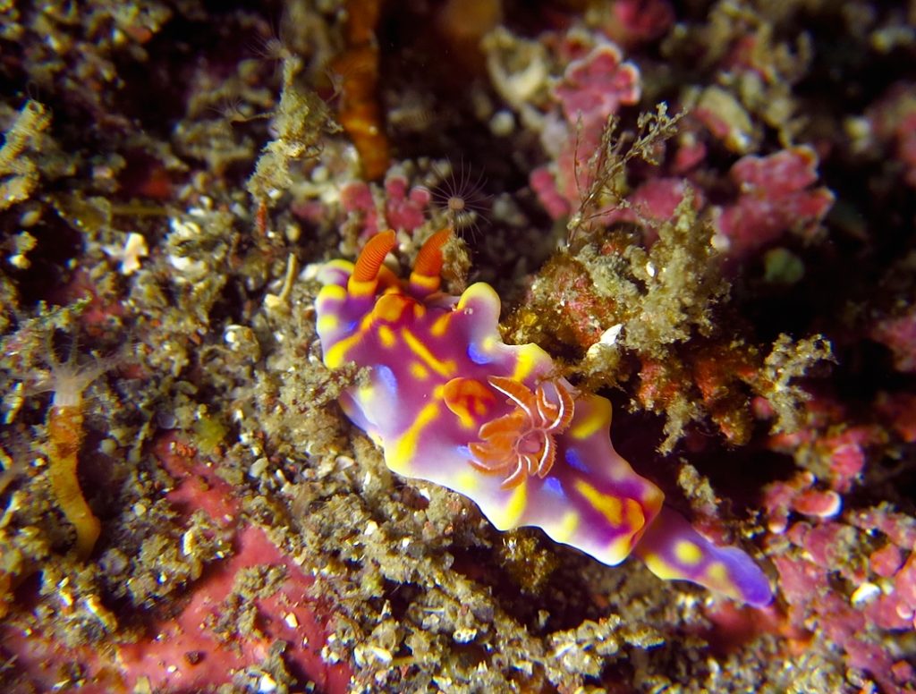 初夏を思わす江之浦でした - PADIスキューバダイビングショップ ラウト鎌倉