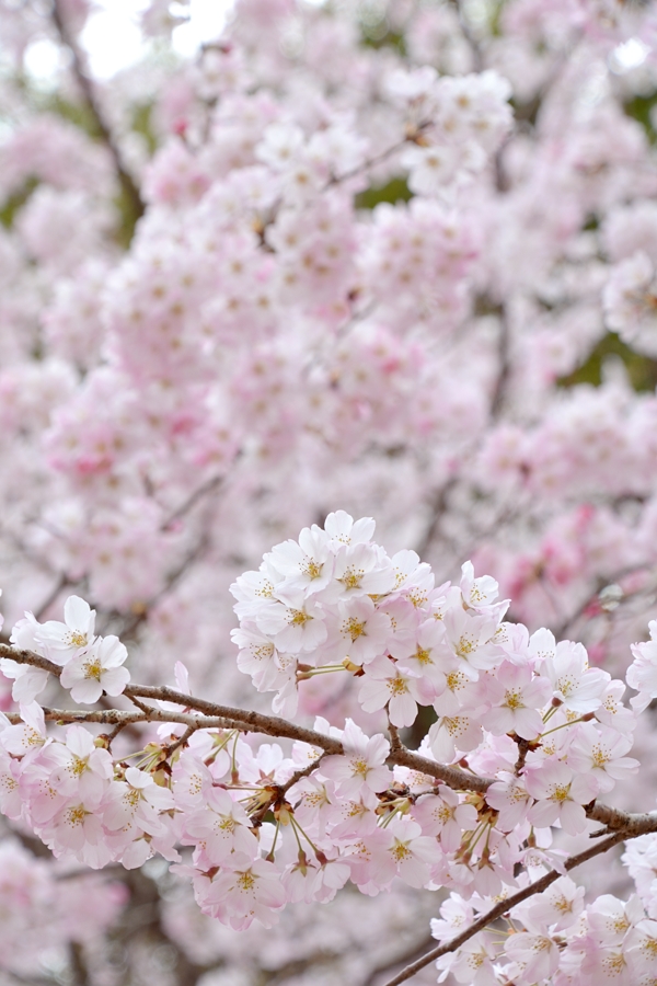 桜　鎌倉　2022年