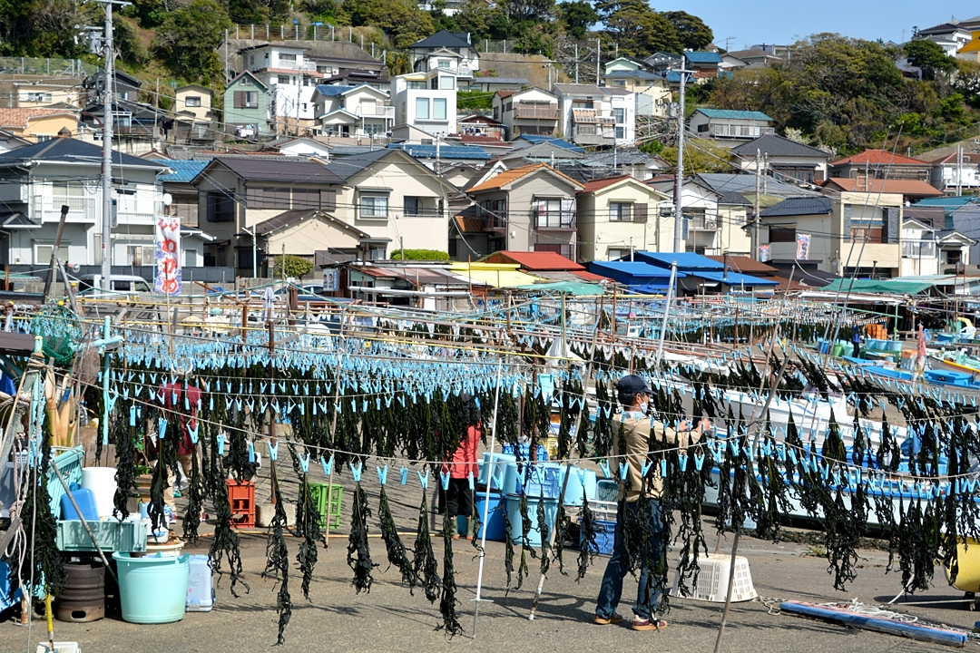 逗子　小坪　ワカメ