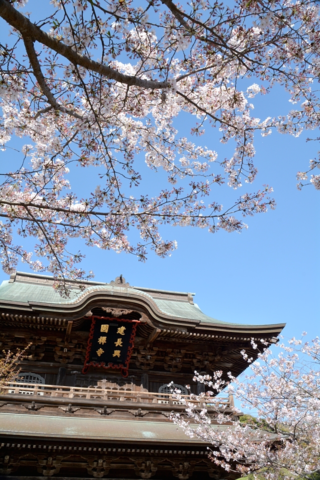 桜　鎌倉　2022年　建長寺