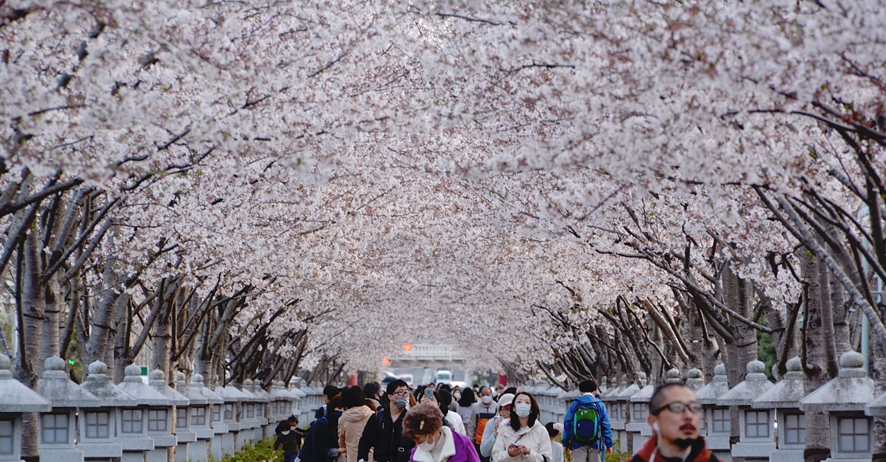 桜　鎌倉　2022年　段蔓