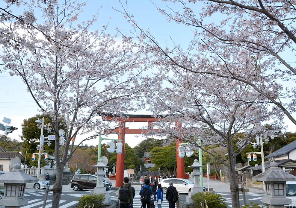 桜　鎌倉　2022年　鶴岡八幡宮