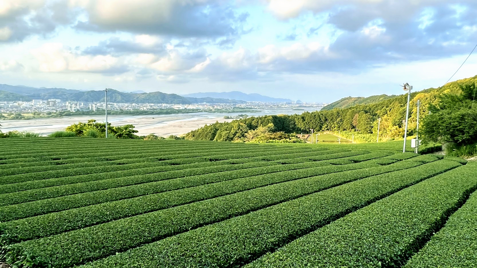 静岡　茶畑