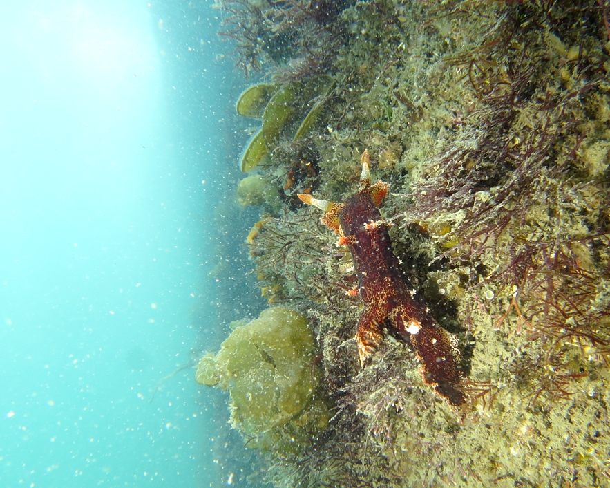 ベッコウヒカリウミウシ　浜名湖　ダイビング　神奈川　ダイビングショップ