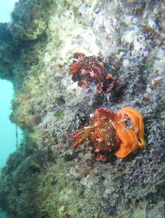 浜名湖　ダイビング　神奈川　ダイビングショップ　ベッコウヒカリウミウシ