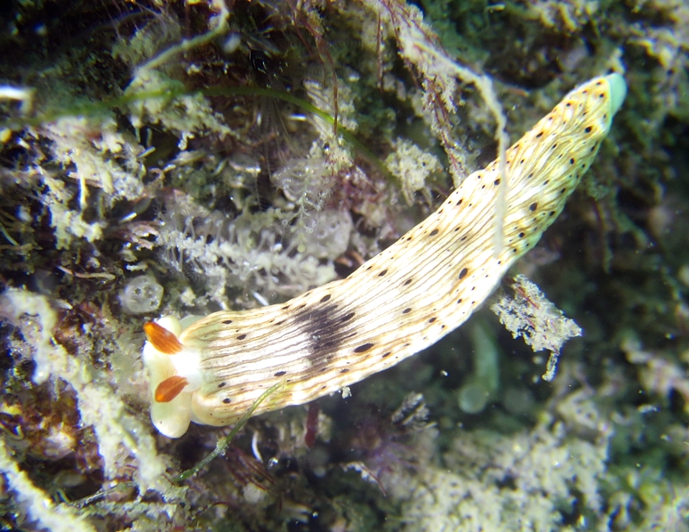 オトメウミウシ　浜名湖　ダイビング　神奈川　ダイビングショップ