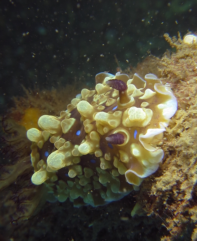 ミヤコウミウシ　浜名湖　ダイビング　神奈川　ダイビングショップ