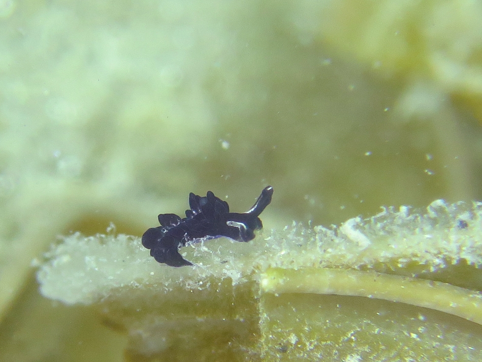 ヒメクロモウミウシ　浜名湖　ダイビング　神奈川　ダイビングショップ